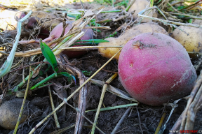 Цифра дня. На сколько увеличилась урожайность картофеля в Беларуси