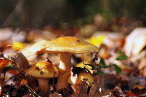 Золотая пора осени. 10 ярких фото октябрьского леса