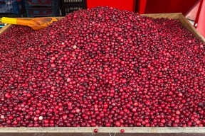 Фотофакт. Сколько стоит килограмм клюквы, малины, сливы