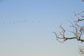 Шчымлівы момант восені — журавы ў кастрычніцкім небе