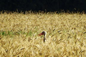 Лысенков: «Что нам мешает конкурировать с Польшей, а не побеждать самих себя сорокалетней давности?»