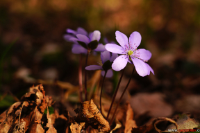 Как весна набирает ход