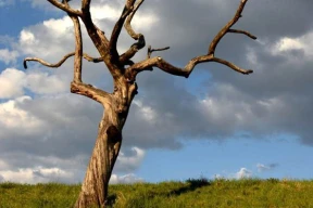 Лаврухин: «Остается только старый мертвый ствол — как памятник ненависти к любым проявлениям инакомыслия»